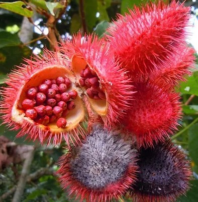 online plant bazar sindoor live.jpg