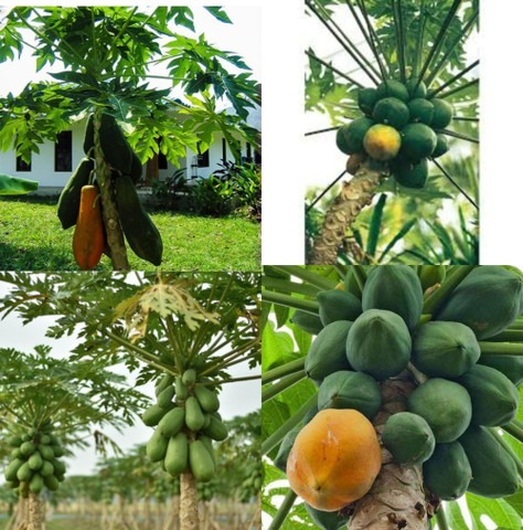 110 sweet papaya seeds of seeds.jpg