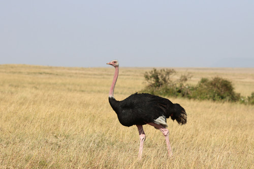 ostrich.jpg