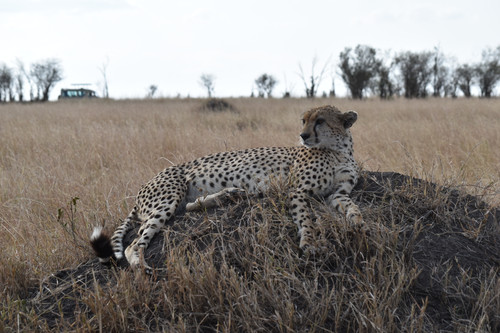 safari pic 1.jpg