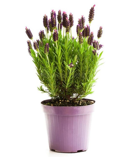 lavender bush flower pot isolate.jpg