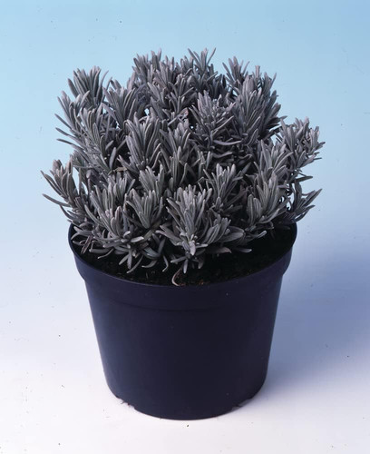 61jonO1lXDL. SL1000 .jpg