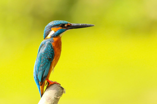 bird.jpg