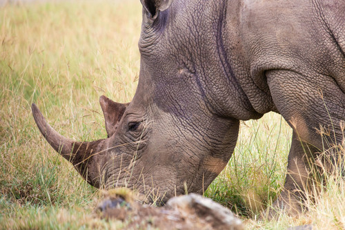 rhino2.jpg