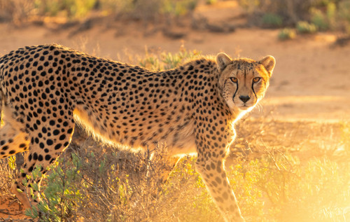 cheetah.jpg