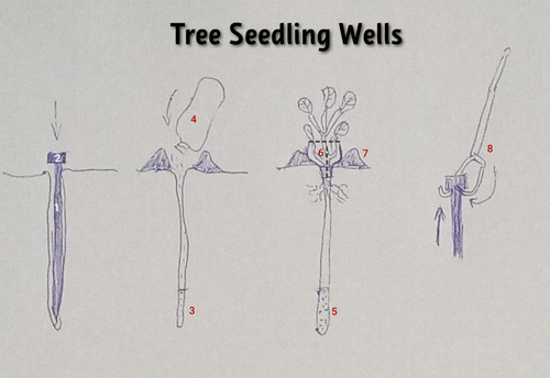 tree_seedlings_wells.jpg