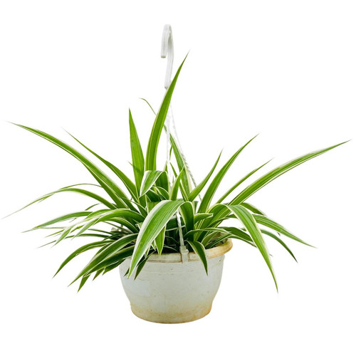 kViZGjGnI8yRuKXbqSMyWV71l5yOm9ceep mcsQ ioiIhGe8yJRxqef53 NuUtOO575RPlKJzZY8PQnpgwX4a9 v cwmU8T1J0GA.jpg