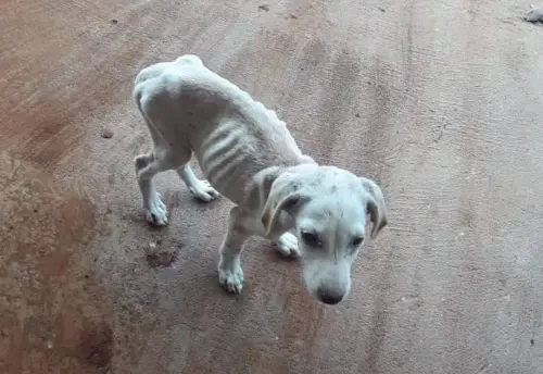 cachorro filhote desnutrido.webp