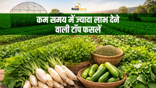 1774439157 TOP CROPS.png