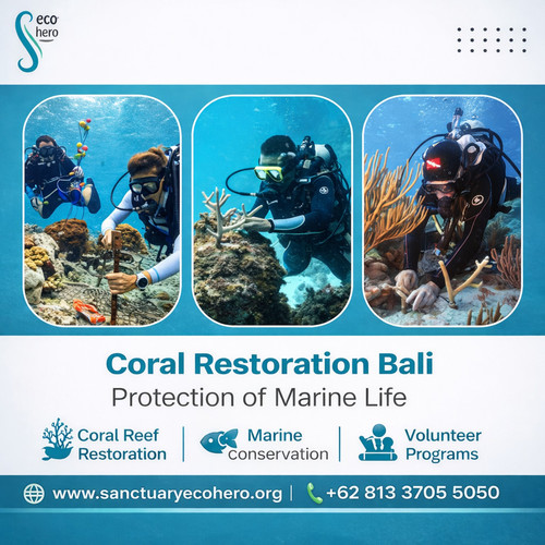 Coral Restoration Bali – Protection of Marine Life.jpg
