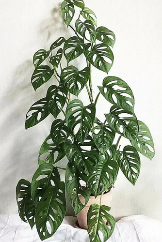 online plant bazar green philodendron broken heart indoor live plant b5 product images orvlugco45p p.jpg
