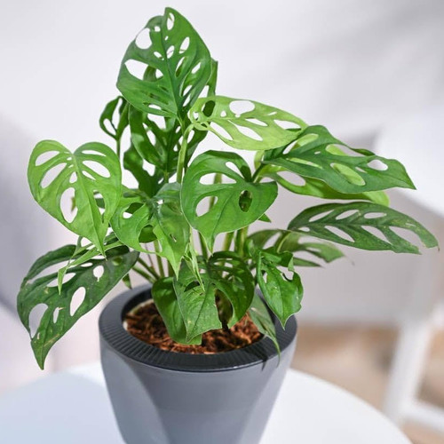 61MKSw1y9sL. AC UF1000,1000 QL80 .jpg