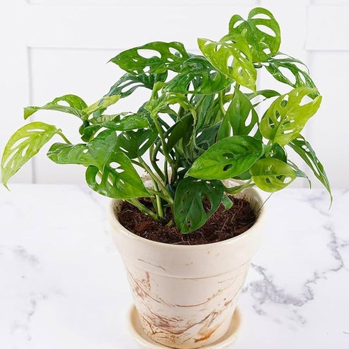 51NObH5iXbL. AC UF1000,1000 QL80 .jpg