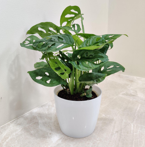 IQ4TSFSjzqwdryetfxVQa4TkVOH0i9MNYC1kj978yG33Fe4k38EO7KKJc 9nzBWUEXL1bf CStUjH4kzWi9Ouxi9KXb7xdw83RQH.jpg