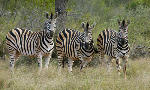 zebra.jpg