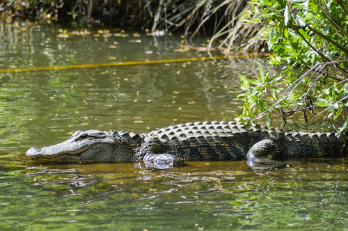 croc.jpg