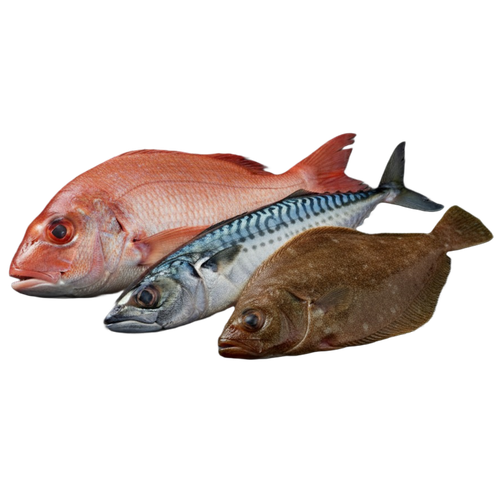 fish.png