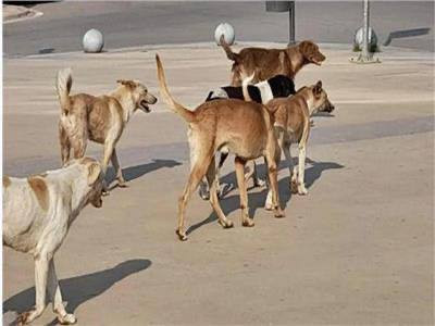 إصابة أربعة أطفال بعضات كلب ضال في بلدة بديا غرب سلفيت، تتراوح أعمارهم بين 8 و10 سنوات. وقال مدير صحة سلفيت الدكتور هيثم منصور: إن الأطفال تلقوا العلا...