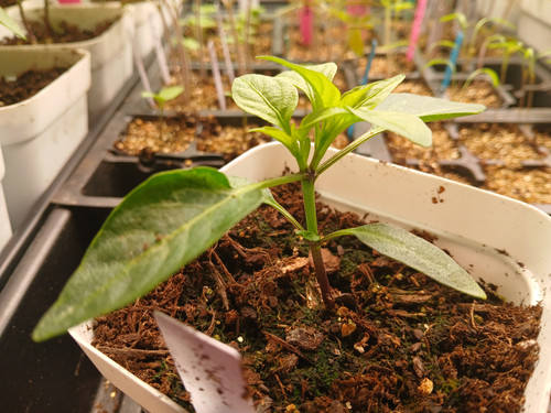 FISH PEPPER RECOVERED 3.12.2026.jpg