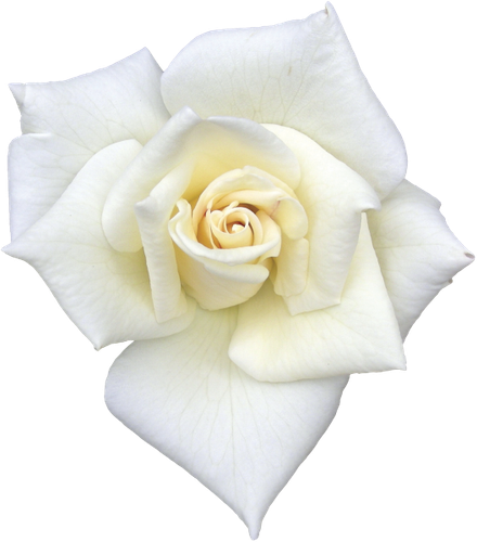 CW Element (119).png