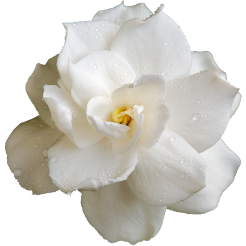 CW Element (123).png