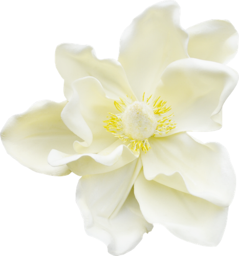 CW Element (122).png