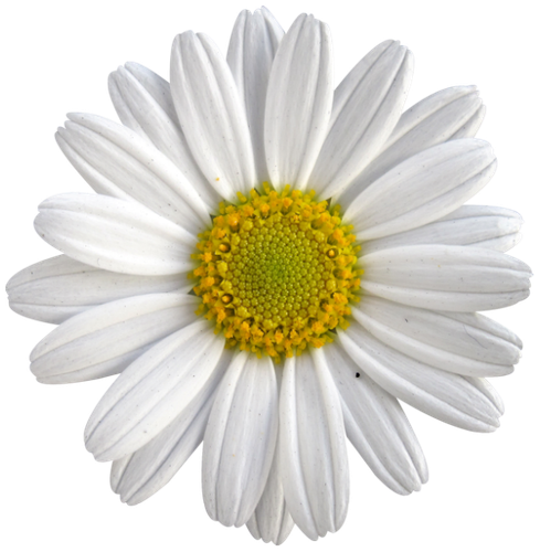 CW Element (125).png