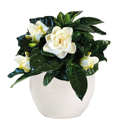 IMG 0531 480x480.jpg