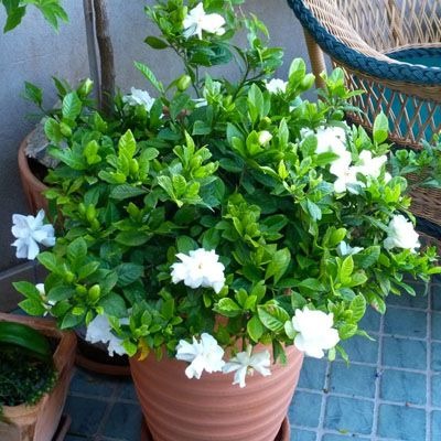 gardenia plant 1559663429 493686.jpg
