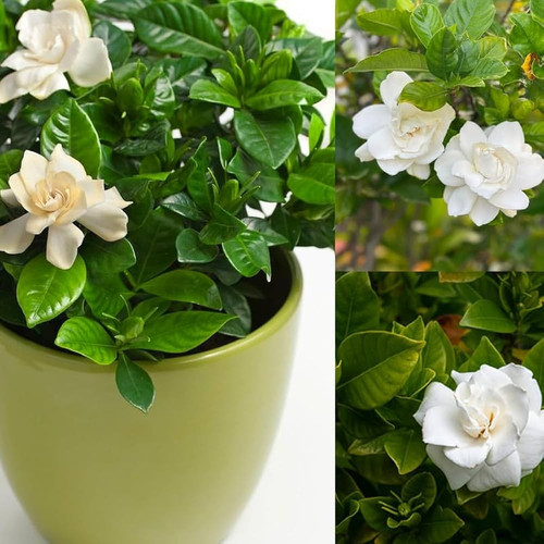 61jXto2HNRL. AC UF1000,1000 QL80.jpg