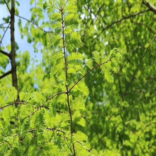 Metasequoia tree with interesting branches and leaves.The intense leaves color is typical for early .jpg