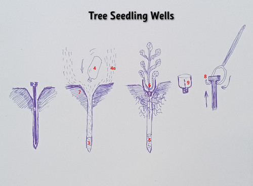 tree seedling wells.jpg