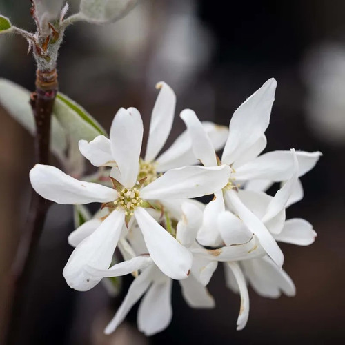 Amelanchier 4 white.jpg