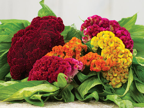 Cockscomb2 mixed.jpg