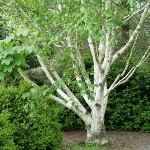 birch1.jpg