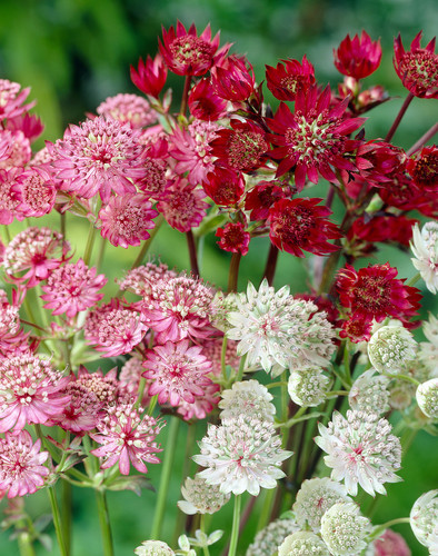 Astrantia2 mixed.jpg