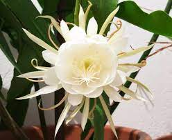 Epiphyllum 3white.jpg