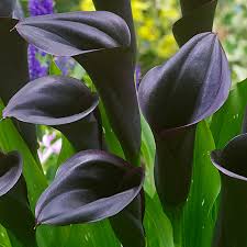 Calla Lily 1 black.jpg