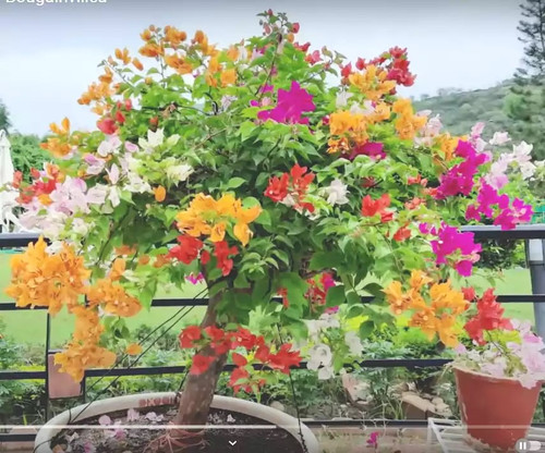 Bougainvillea1 mixed.jpg
