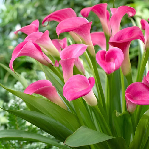 Calla Lily 2 pink.jpg