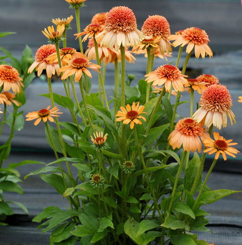 Echinacea 1orange.jpg