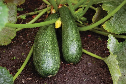 Zucchini3 green.jpg