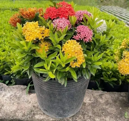 Ixora 1 mixed.webp