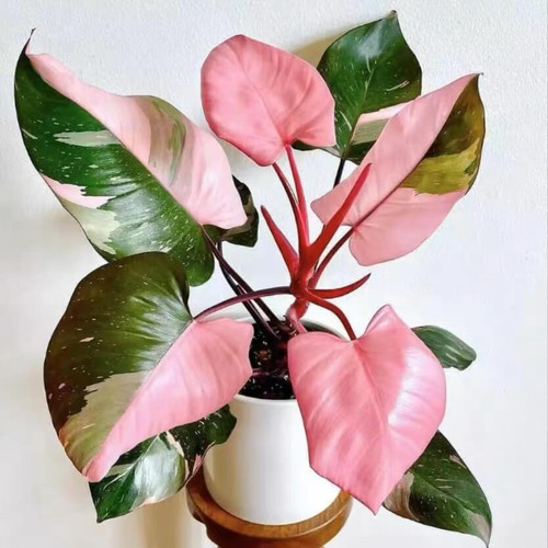 Philodendron5 pink green.jpg