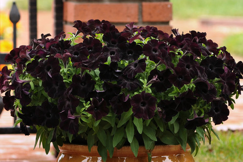Petunia2 black.jpg