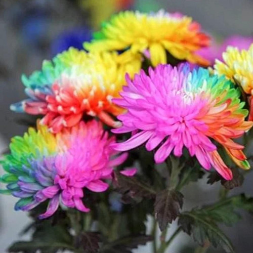 rainbow chrysanthemum4.jpg