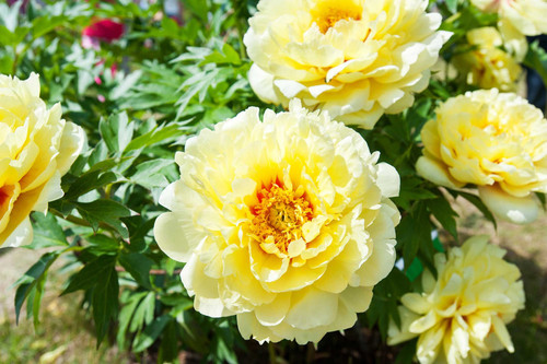 Paeonia1 yellow.jpg
