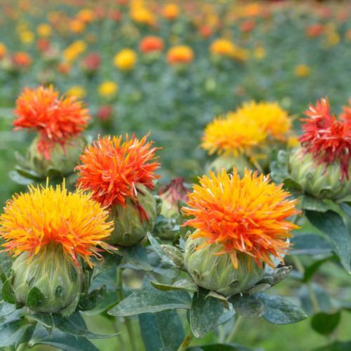 Safflower1 mixed.jpg