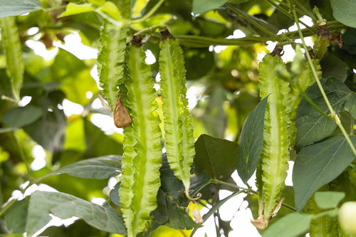 Winged bean rganic vegetable from nature  , Psophocarpus tetragonolobus.jpg