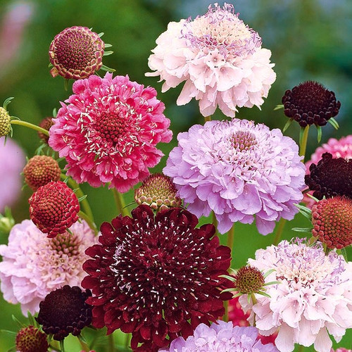 Scabiosa1 mixed.jpg